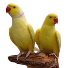 Quinta dos Bicos Curvos